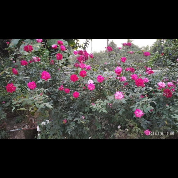 Meet your Posher, Nirav - Picture 1 of 1